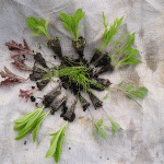 seedling-winter