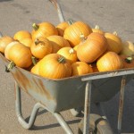 דלעת אורגנית