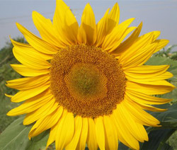 sunflower
