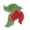 פלפל חריף אדום הבנרו