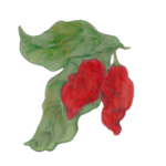 פלפל חריף אדום הבנרו