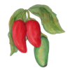 פלפל חריף הלופיניו