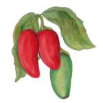 פלפל חריף הלופיניו
