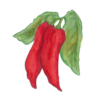 זרעי פלפל חריף גדול הונגרי