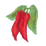 זרעי פלפל חריף גדול הונגרי