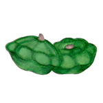 זרעי קישוא כוכב ירוק