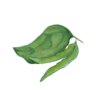 זרעי שעועית שיחית ירוקה