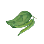 זרעי שעועית שיחית ירוקה