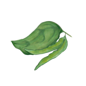 זרעי שעועית שיחית ירוקה