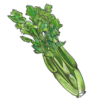 זרעי סלרי עלים אמריקאי