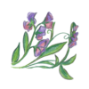 זרעי אפונה ריחנית