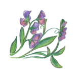 זרעי אפונה ריחנית