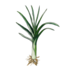 זרעי כרישה זרעי לוף