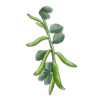 זרעי פול מצרי
