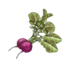 זרעי צנון רגיל