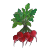 זרעי צנונית רגילה ארלי בל
