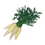 זרעי גזר לבן