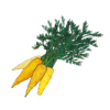 זרעי גזר צהוב