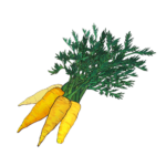 זרעי גזר צהוב