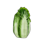 זרעי כרוב סיני צ'ינקול