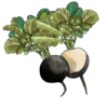 זרעי צנון שחור
