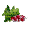 זרעי צנונית פרנץ' ברקפסט