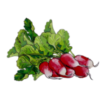 זרעי צנונית פרנץ' ברקפסט