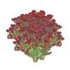 חסה לולה רוסה