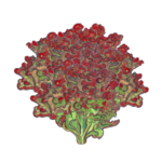 חסה לולה רוסה