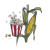 זרעי תירס פופקורן