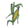 זרעי תירס ביקולור