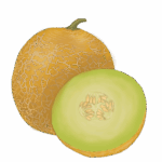מלון ירוק בלי רקע