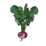 לפת
