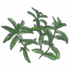 נענע חבק png