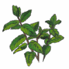 נענע מנטה png