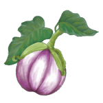 זרעי חציל סגול לבן